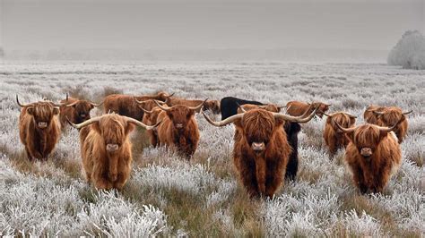 Herd Of Highland Cattle In Winter © René Van Den Bergalamy