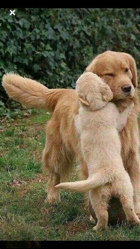 Mothers Day Golden Retriever Animals Dogs