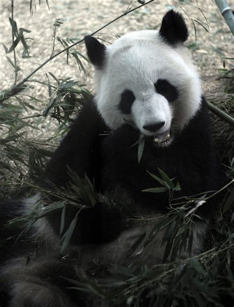 Giant Panda Gives Birth To Twins At Zoo Atlanta A First In Us Since