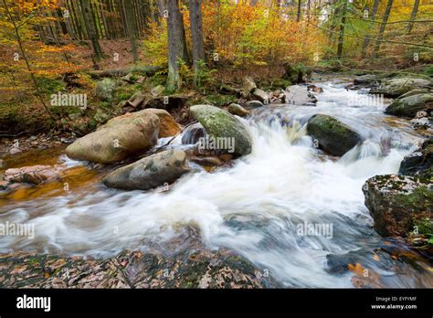 Mountain Stream Ilse In Autumn Ilse Valley Harz Saxony Anhalt