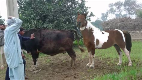 Cagnotte Mbs Series Stallion Breeding Farm Leetchi