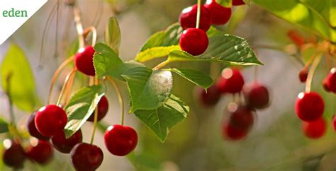 Common Cherry Tree Diseases And Their Treatments Eden Lawn Care And