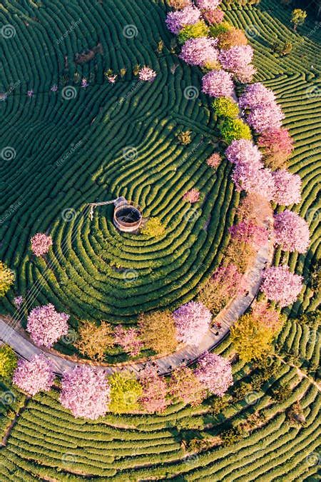 Aerial View Of Traditional Chinese Tea Garden With Blooming Cherry