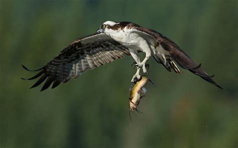 Birds Of Prey Osprey Flight Bird Wings Caught Prey Fish