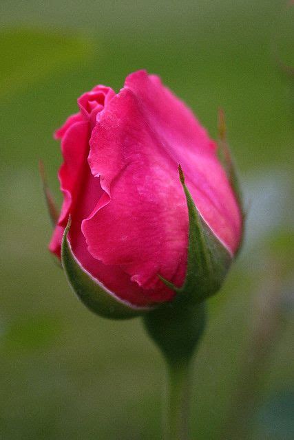 Rosebud With Images Rose Buds Flowers Rose