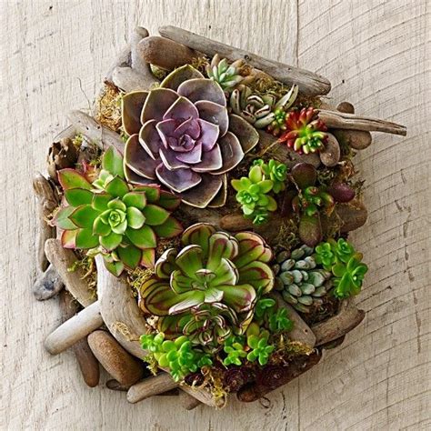 See more of world of succulents on facebook. Unique Succulent Driftwood Planters That You Will Love