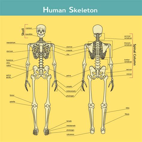Anatomy Of Bones In Skeleton Bones In The Human Body Human Body Bones