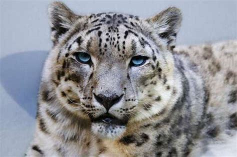 Snow Leopards Rebounding In Afghanistan Amid Concerns The Species Are