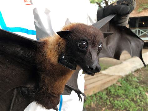 Giant Fruit Bat Bonin Flying Fox Wikipedia No Need To Register Buy