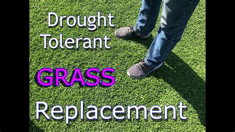 Best Drought Tolerant Grass Kurapia Sod Grass Alternative 2023