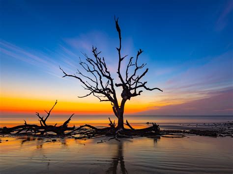 Jekyll Island Sunrise Driftwood Photo Driftwood Beach Etsy