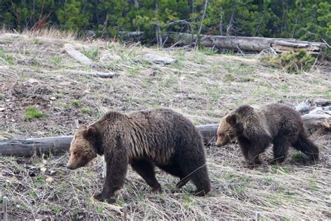 Grizzly Bears In Yellowstone National Park Wyoming Stock Photo Image