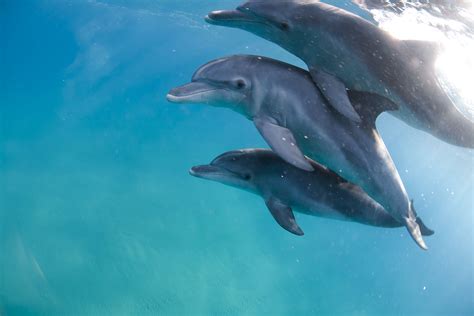 Surpreendentes Factos Dolphin