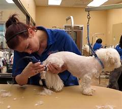 Discover The Pet Grooming Nirvana Petsmarts Book Grooming Unveils Unparalleled Excellence