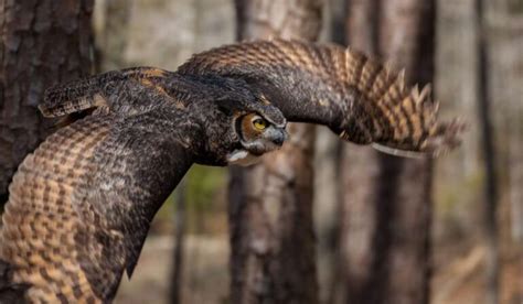Great Horned Owl Diet: Also Their Hunting Secrets