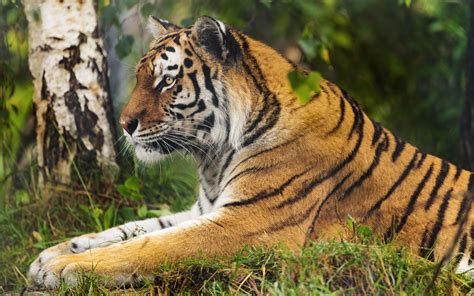 Download Wallpaper 3840x2400 Tiger Big Cat Wildlife Predator 4k