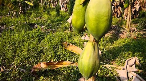 Organic Papaya Garden Lingsan Village Vientiane Laos Youtube
