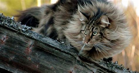 20 Fun Facts About The Norwegian Forest Cat
