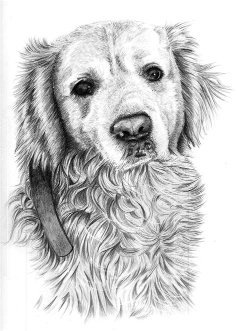 Dog Portrait In Pencil Pencil Sketch Portraits