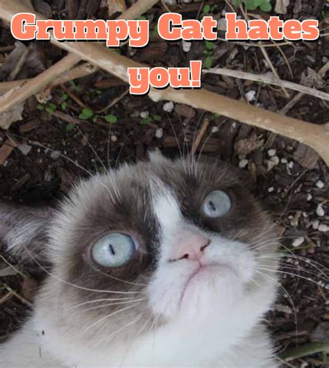 Grumpy Cat Meme Generator Example