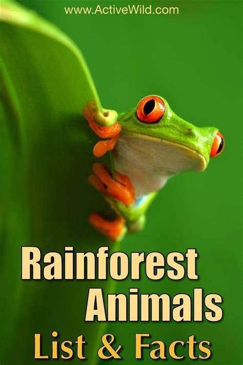 Rainforest Animals List With Pictures And Facts Free Printable Worksheet