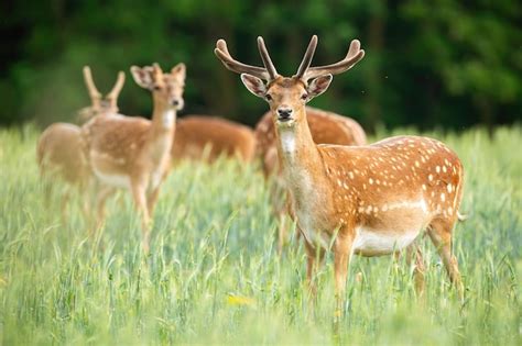 Premium Photo Group Of Fallow Deer Stags Standing On Meadow In The