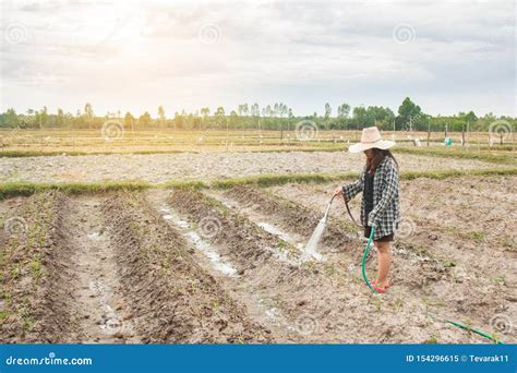 Gardener Woman Watering Vegetables In Her Garden Stock Image Image Of