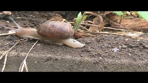 Fast Snail Youtube