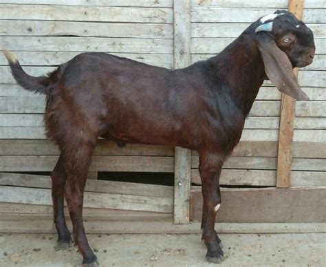 Male And Both Beetal Goat Rs 500 Kilogram Harsh Livestock And Agro Farm Id 19168434097