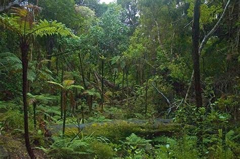 Biotic Factors Of The Tropical Rainforest Biology Dictionary
