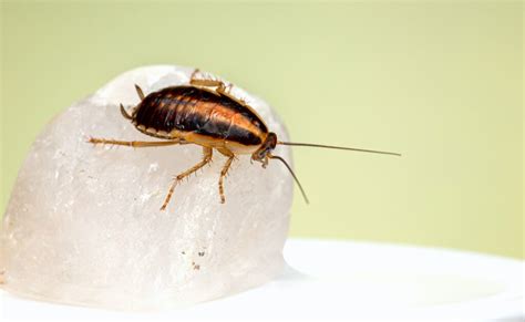 10 Facts About Cockroaches That Will Blow Your Mind Discover Walks Blog