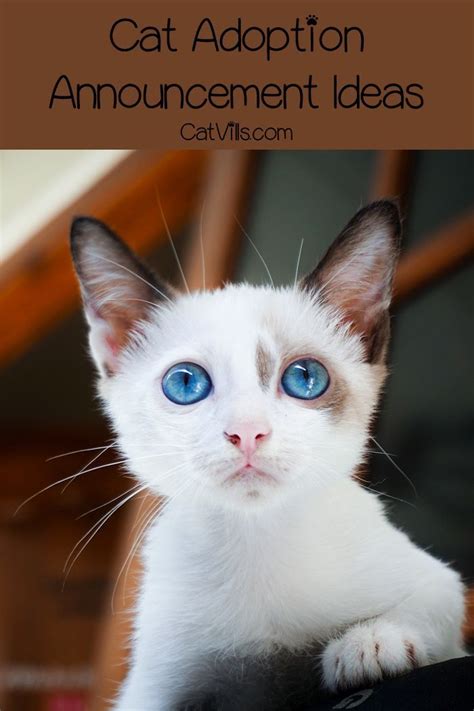 12 Hilarious And Unique Cat Adoption Announcement Ideas