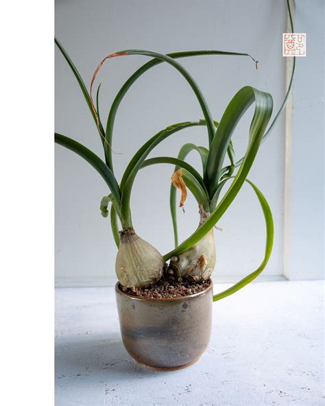 It is formed from an. It's pregnant onion (Albuca bracteata) The plant is ...