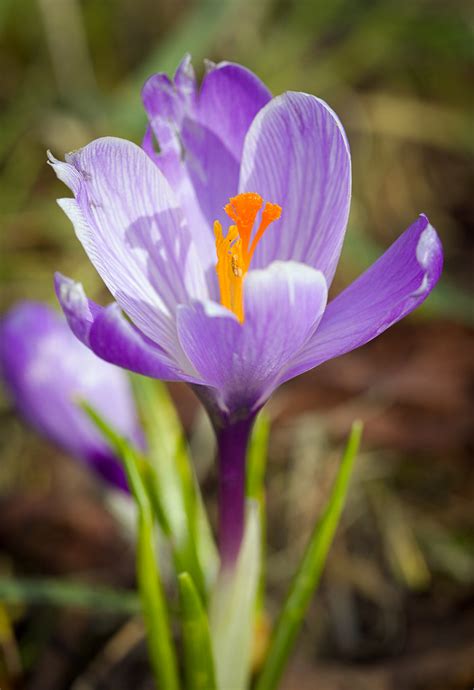 Spring Crocus Spring Crocus Crocus Vernus In Bloom Szaf Flickr
