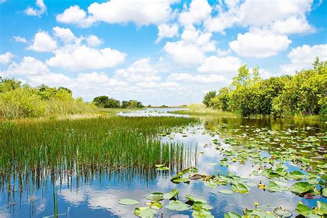 What Are The Major Threats To Wetland Ecosystems Around The World