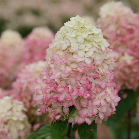 3 New Pee Gee Hydrangeas For Gardeners To Salivate Over