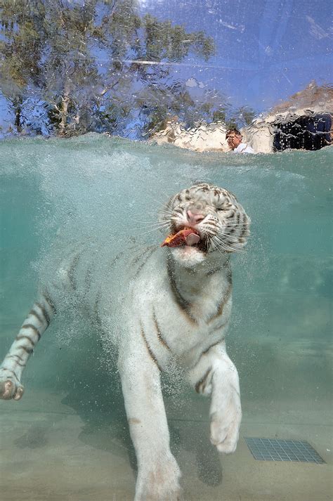 White Tiger Swim Nalin Takes A Dip Under Water To Retrieve Flickr