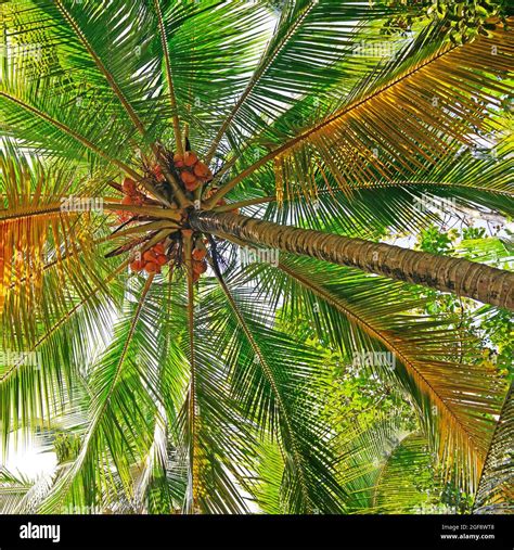 Coconut Tree Background Stock Photo Alamy