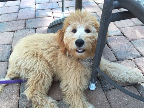 F1b, standard size, wormed and vaccinations. Caya at almost 5 months old. Apricot Goldendoodle puppy ...