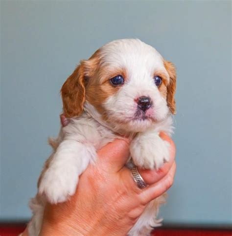 Rather, it's a designer dog combination of bichon frise and cavalier king charles spaniel. Cavachon Puppies For Sale | Texas City, TX #264518