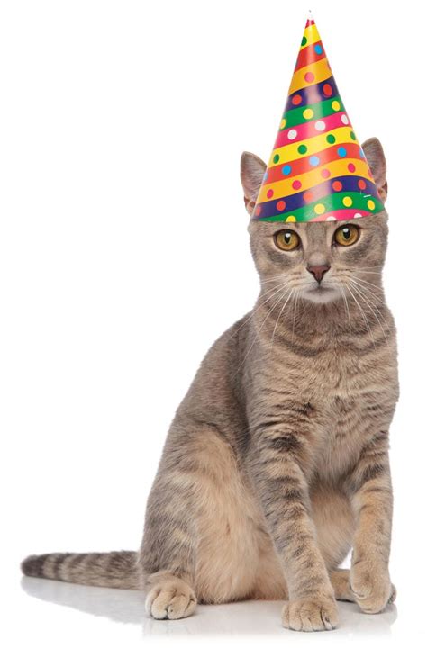 How To Throw A Birthday Party For Your Cat
