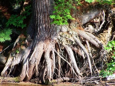 Exposed Tree Roots Alongside River Smithsonian Photo Contest