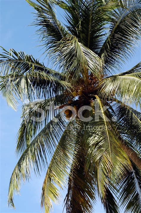 Coconut Tree Stock Photo Royalty Free Freeimages