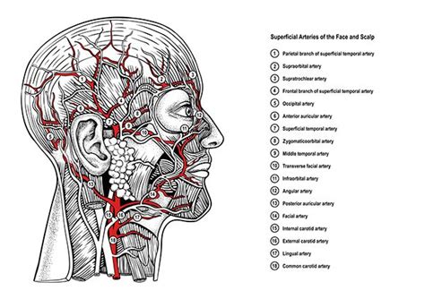 Facial Arteries By Uk Arteries And Veins Arteries