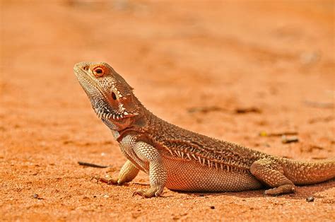 Reptiles Of Australian Outback
