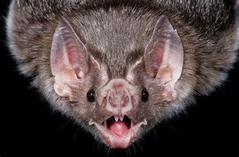 Vampire Bats Explore