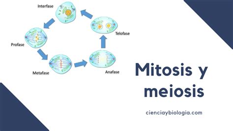 Mitosis Y Meiosis Los Tipos De División Celular Ciencia Y Biología