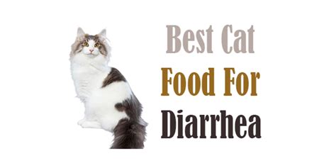Best Cat Food For Diarrhea In 2021 Pet Inside Life