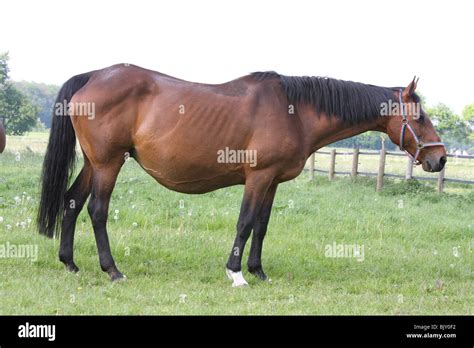 The Pregnant Mare Hi Res Stock Photography And Images Alamy