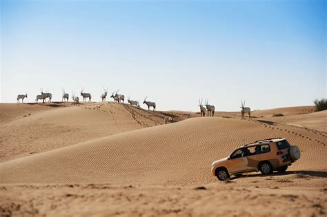This exceptionally luxurious resort might only be an hour's drive from dubai marina, but it couldn't feel further from the city. Al Maha Desert Resort - Antelopes On Your Doorstep anyone ...